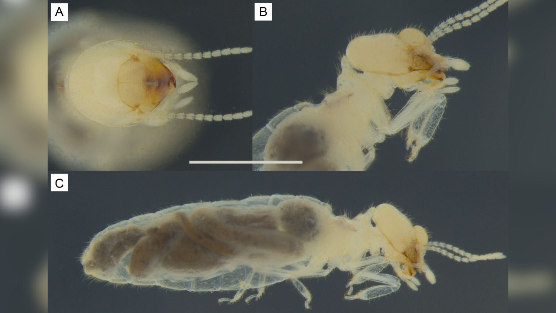 Descoberta de nova espécie de cupim por pesquisa da UFPB reforça importância da conservação de ecossistemas Descoberta de nova espécie de cupim por pesquisa da UFPB reforça importância da conservação de ecossistemas