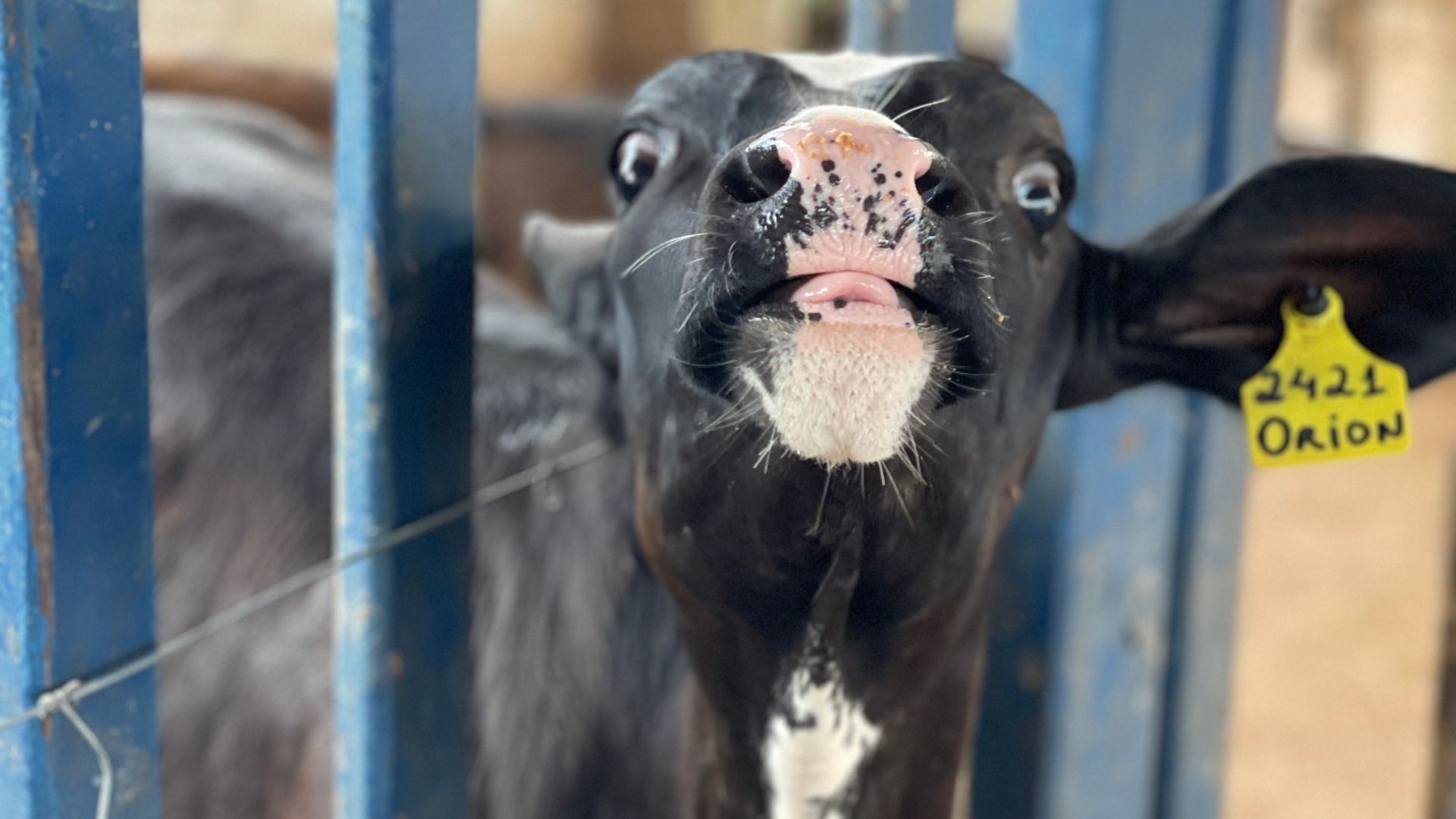 UFPB publica edital com 24 vagas para Mestrado e Doutorado em Ciência Animal UFPB publica edital com 24 vagas para Mestrado e Doutorado em Ciência Animal